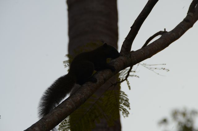 Malaisie - Langkawi