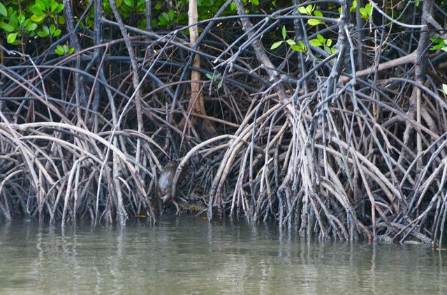 Langkawi - Mangrove - Loutre de mer