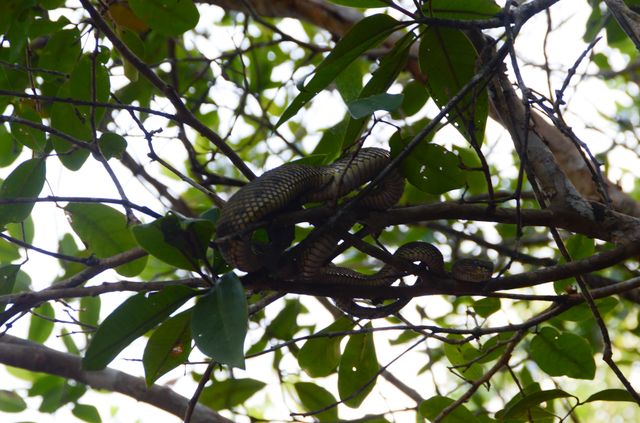 Langkawi - Mangrove - Cobra