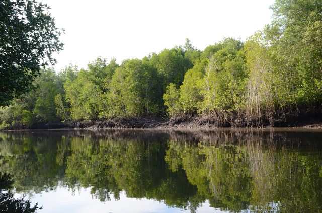 Langkawi - Mangrove