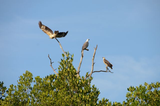 Langkawi - Mangrove - Aigles