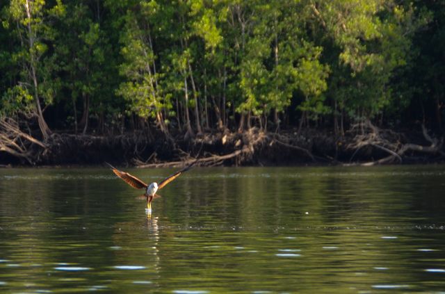 Langkawi - Mangrove - Aigle