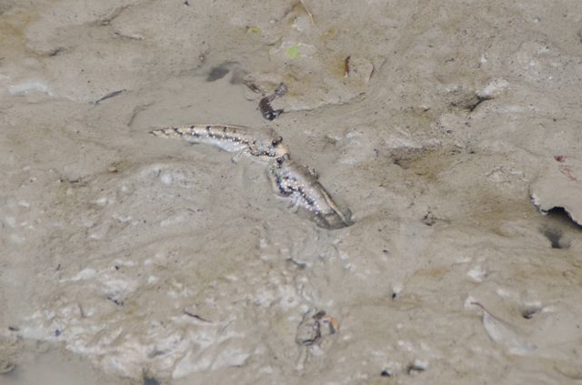 Langkawi - Mangrove - Mudskipper