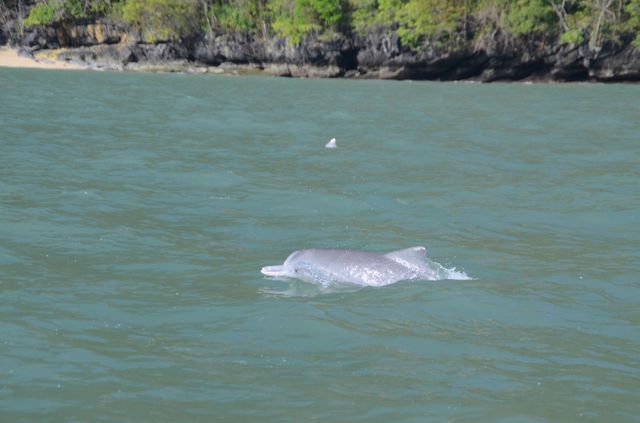 Langkawi - dauphins