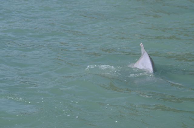 Langkawi - dauphins