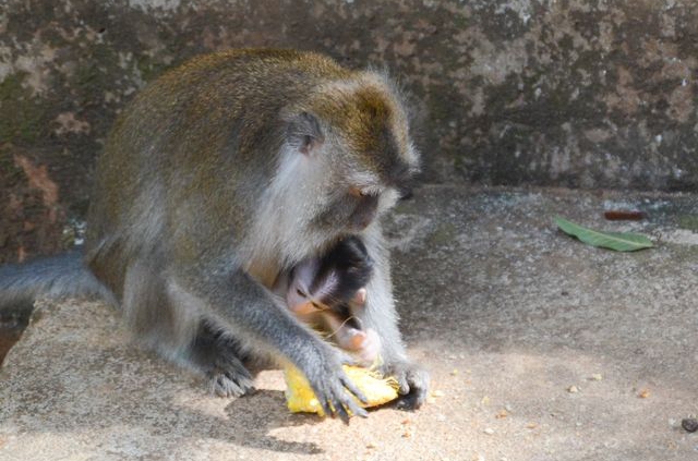 Langkawi - Pulau Dayang Bunting - Macaque