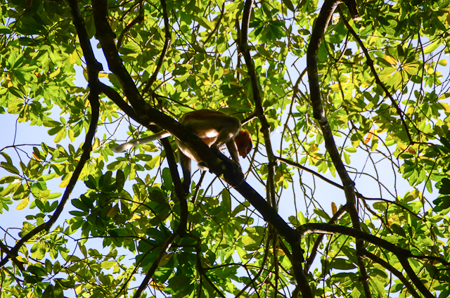 Proboscis monkey