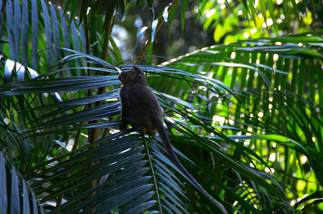 Macaque à longue queue