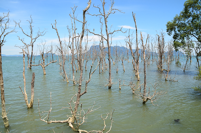 Bako - Mangrove