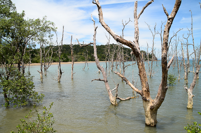 Bako - Mangrove