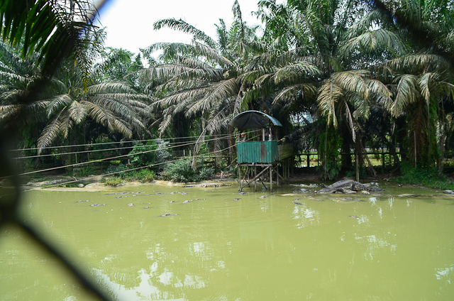 Jong's Crocodile Farm
