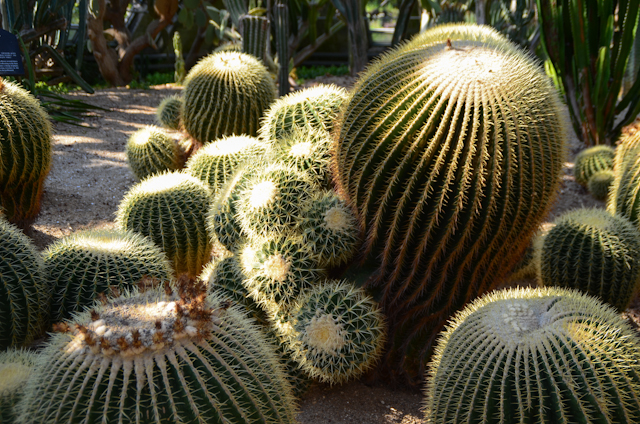 Yeomiji - cactus