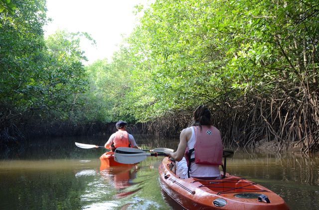 Langkawi - Mangrove