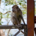 Macaque à longue queue