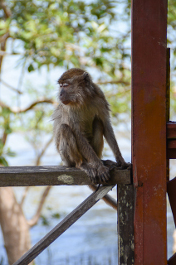 Macaque à longue queue