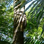 Colugo