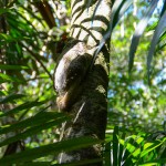 Colugo