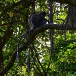 Langur argenté