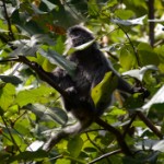 Langur argenté