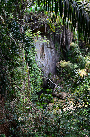 Bako - Jungle