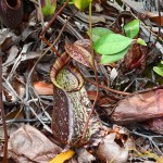 Pitcher Plant