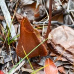 Pitcher Plant