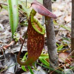 Pitcher Plant