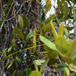 Pitcher Plant