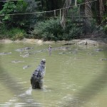 Crocodile