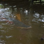 arapaima