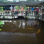 Arapaima