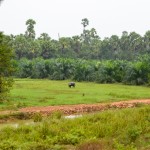 Paysages de Malaisie et de Thaïlande